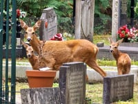 Brookwood Cemetery host screative Heritage Open Days events