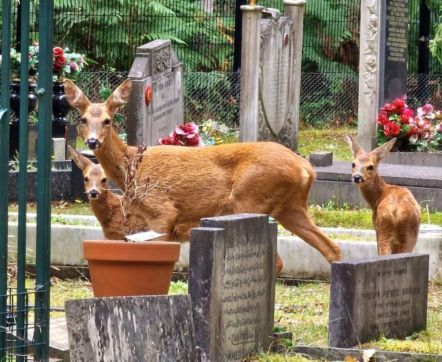 Brookwood Cemetery host screative Heritage Open Days events