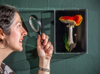 Surrey artist creates incredible life-like embroidered mushrooms