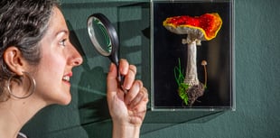 Surrey artist creates incredible life-like embroidered mushrooms