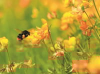 'Insect pathways' could put pollinators on the road to recovery