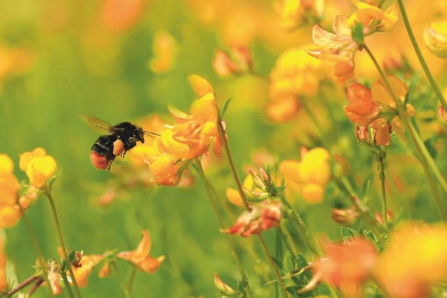 'Insect pathways' could put pollinators on the road to recovery