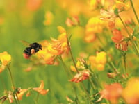 'Insect pathways' could put pollinators on the road to recovery