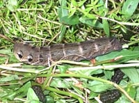 Whopping caterpillar with scary "eyes" becomes a beautiful moth