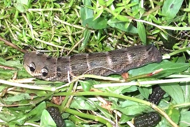Whopping caterpillar with scary "eyes" becomes a beautiful moth