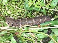 Whopping caterpillar with scary "eyes" becomes a beautiful moth