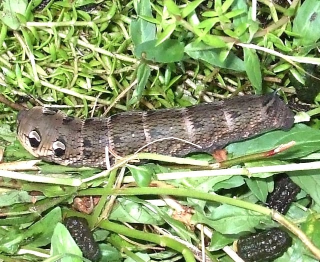 Whopping caterpillar with scary "eyes" becomes a beautiful moth