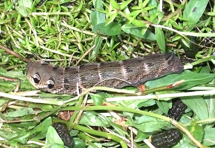 Caterpillar of the Elephant Hawk-Moth