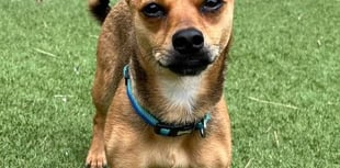 Cheery Chihuahua Cherry ripe for move to forever home
