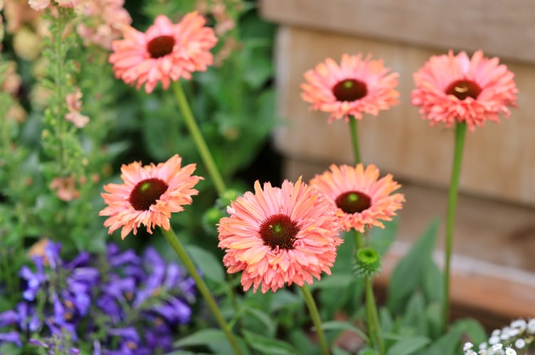 RHS Garden Wisley Flower Show 2024