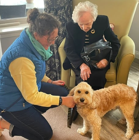 Archie the cockapoo says hello