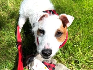 Water baby Trixie need a terrier specialist new home