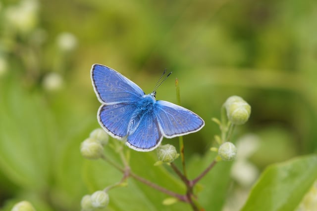 Big Butterfly Count sparks call for urgent action