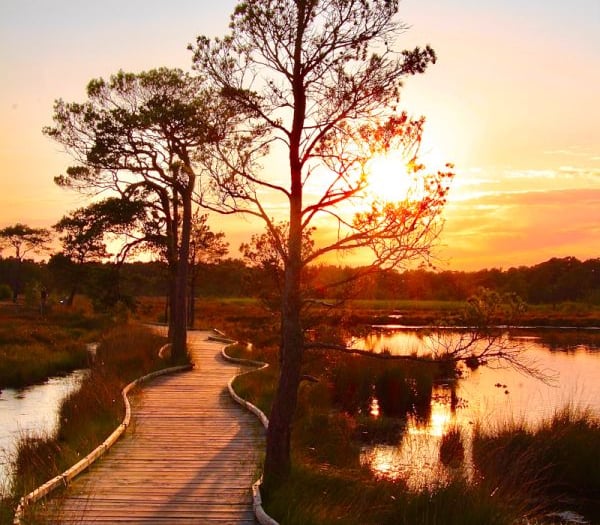 Surrey and Hampshire in top three for UK’s best walking spots 