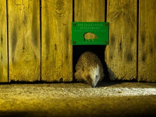 A prickly problem: hedgehogs need our help
