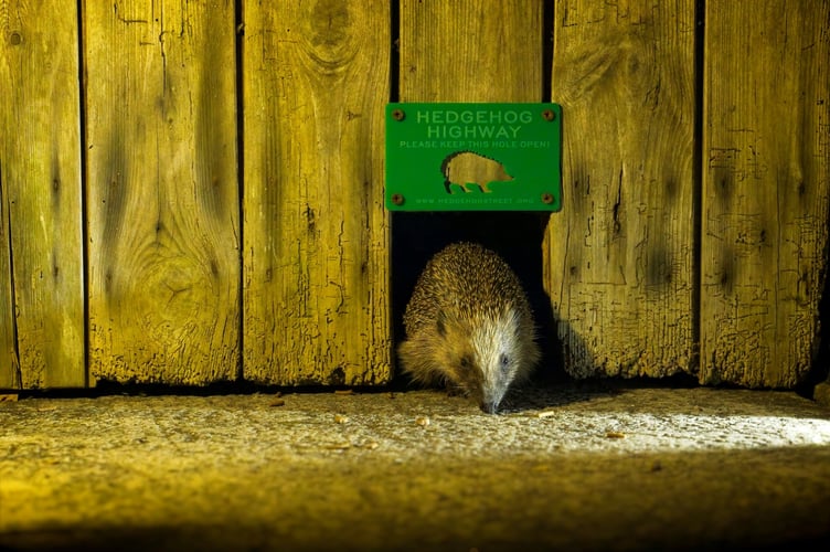 A hedgehog going through a Hedgehog Highway. Credit Christopher Morgan