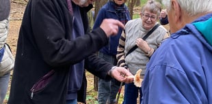 What I discovered about fungi on a Horsell Common walk