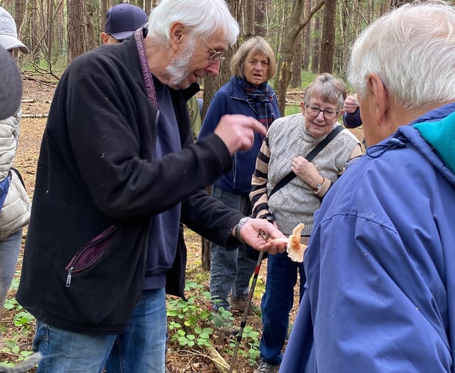 What I discovered about fungi on a Horsell Common walk