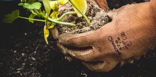 Could you help a local primary school become greener?