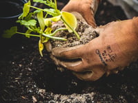 Could you help a local primary school become greener?