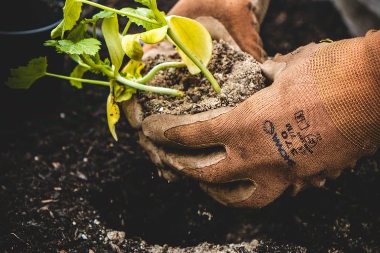 Plant green finger planting earth stock image