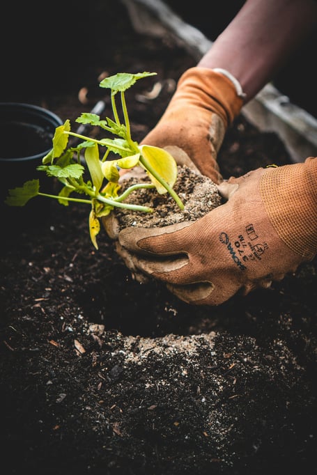 Plant green finger planting earth stock image