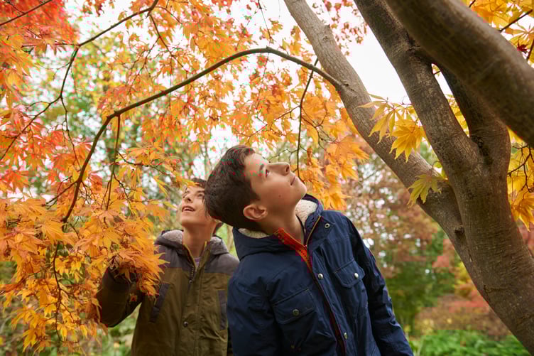 Autumn colour at RHS Garden Wisley