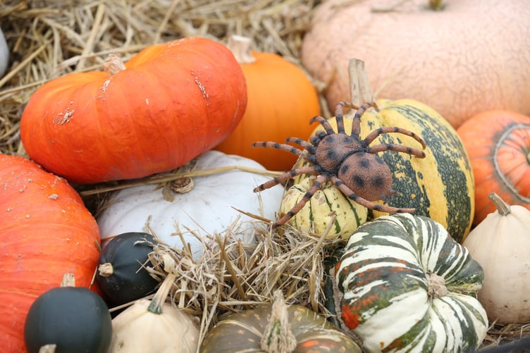 Squash display from the Trials Team with spider for Halloween on it at the Harvest Weekend at RHS Garden Wisley