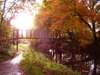 Enjoy autumn walks among the falling leaves