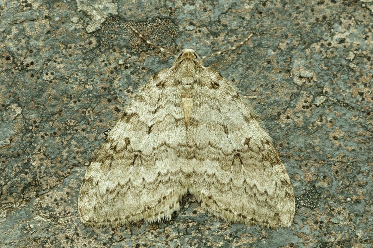 November moth