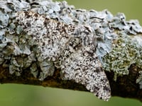 November moths and how the Peppered moth became famous