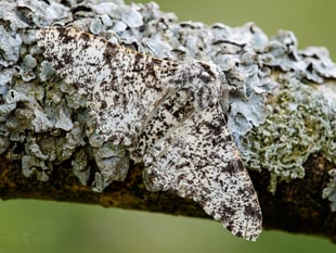 November moths and how the Peppered moth became famous