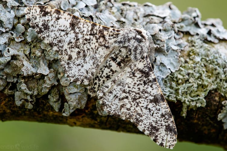 Peppered moth