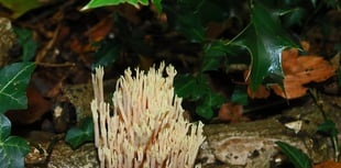 Why not do some fungi spotting this season