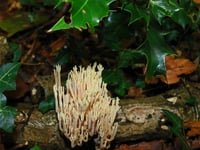 Why not do some fungi spotting this season