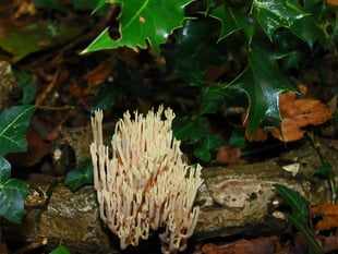 Why not do some fungi spotting this season