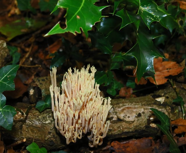 Why not do some fungi spotting this season