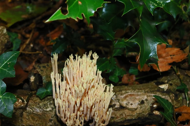 Gerry Smeethers Crown-tipped coral