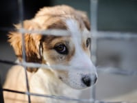 Hundreds of pets abandoned in Surrey last winter