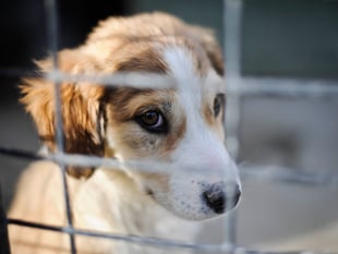 Hundreds of pets abandoned in Surrey last winter