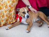 VIDEO: Mabel the dog will never have to go hungry again