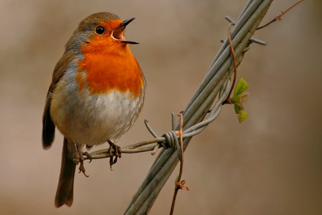 Why robins are associated with Christmas and the winter months