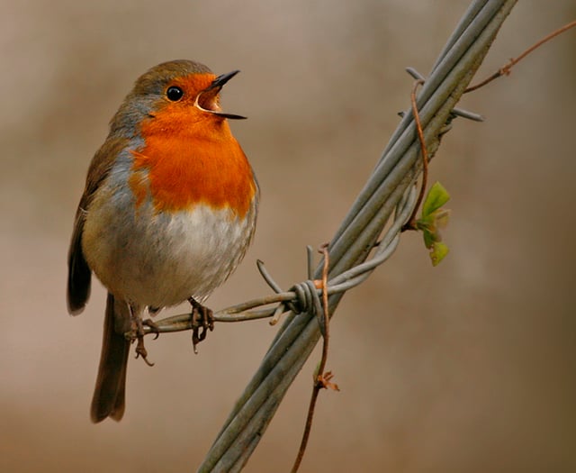 Why robins are associated with Christmas and the winter months