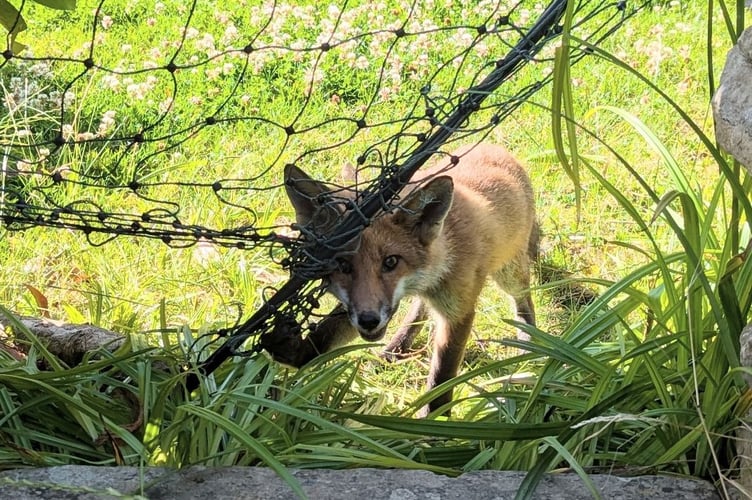 RSPCA fox caught in a net in Surrey