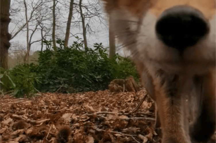 RSPCA, fox steals phone from rescue officer