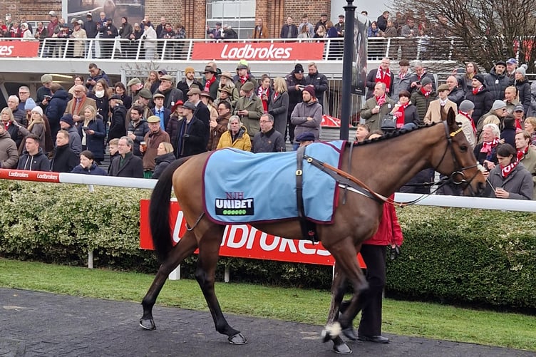 Sir Gino in the parade ring at Kempton Park before the Ladbrokes Wayward Lad Chase (Photo: Peter Moore)
