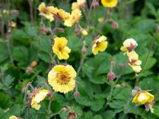 How plants show their true colours