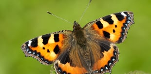 How you can help hibernating butterflies
