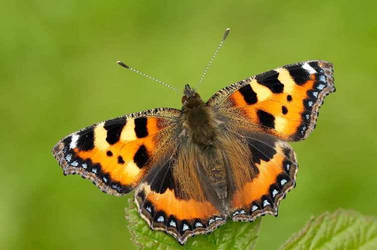 A small tortoiseshell. Picture: Iain H Leach, Butterfly Conservation