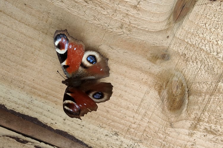 Peacock butterfly. Picture: Mark Brandon, Butterfly Conservation